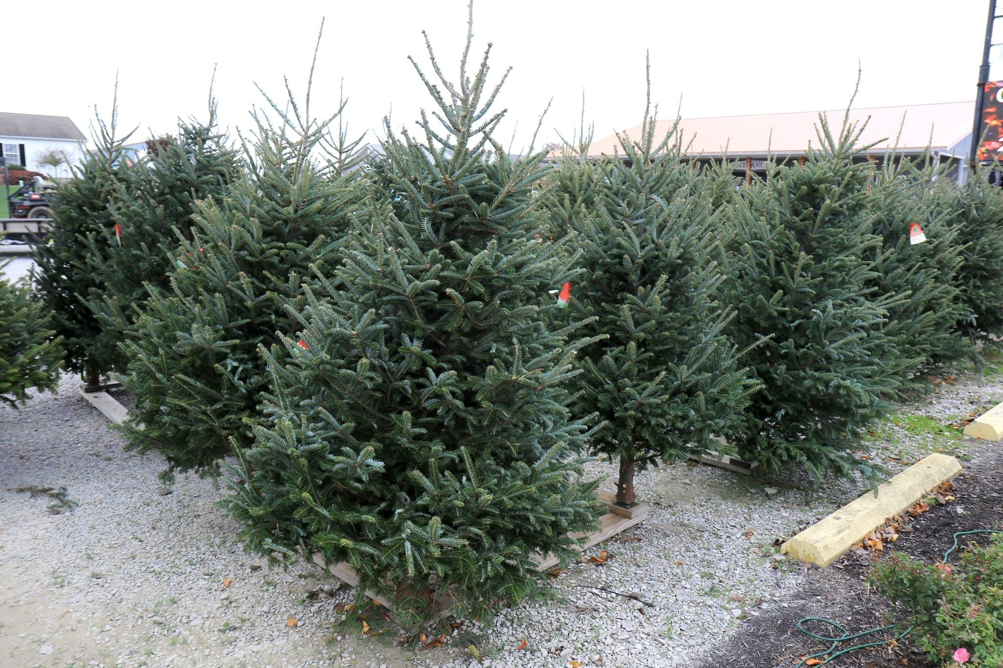 Rows of fresh-cut Christmas trees on the lot at Colonial Classics in Newburgh