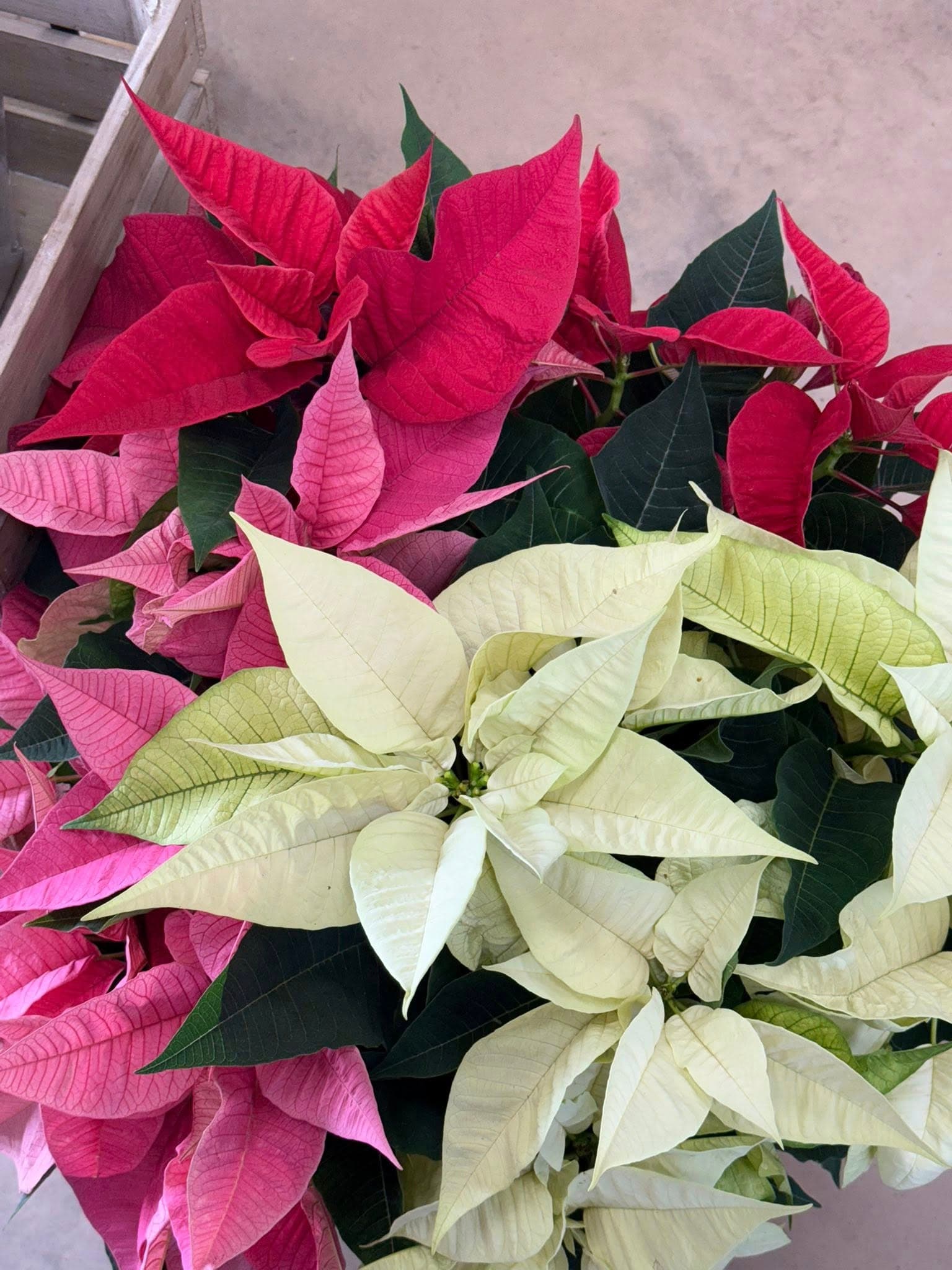 Red, pink, and white poinsettias on display at the garden center