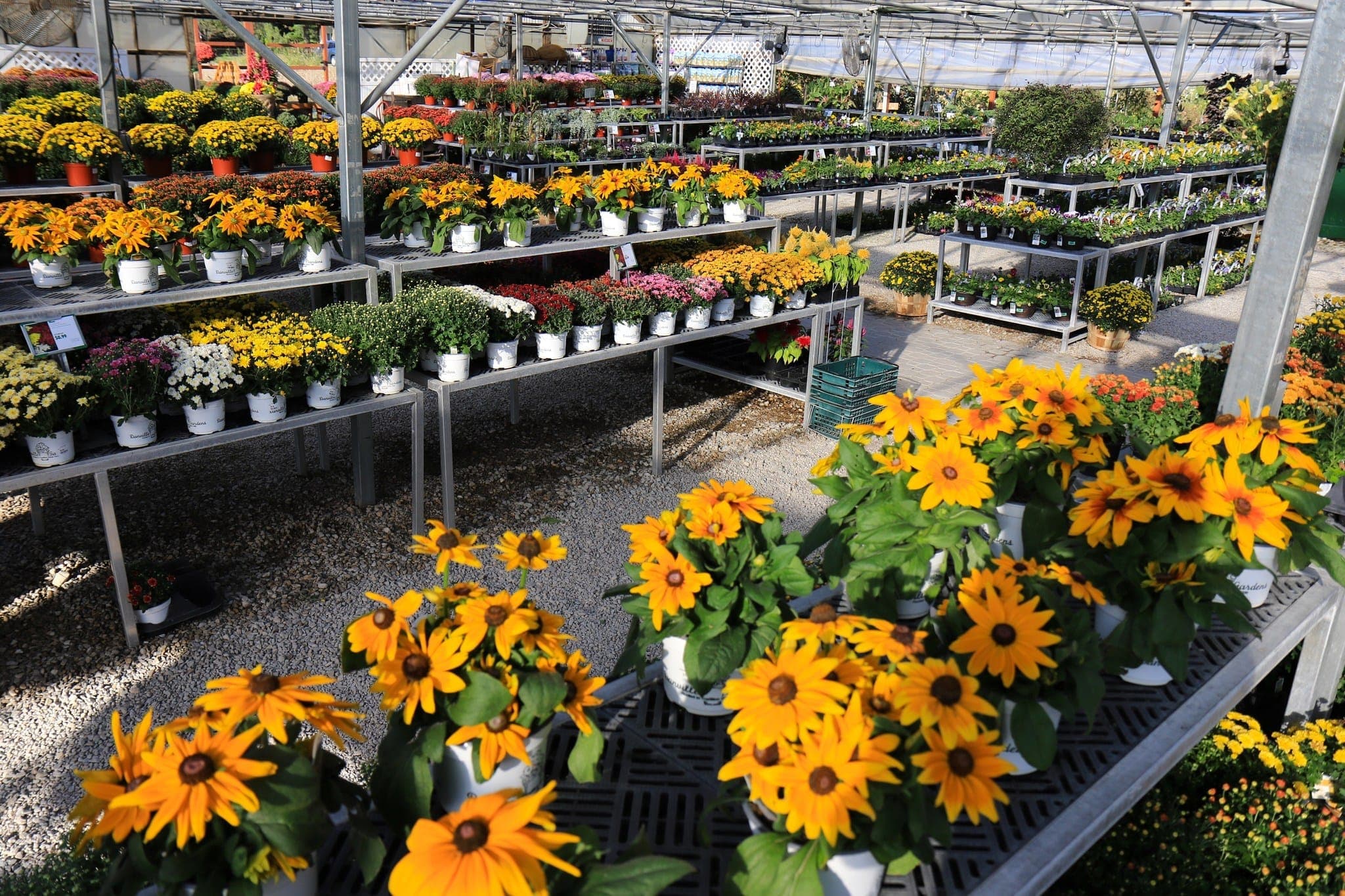 Autumn mums and fall flowers at the garden center