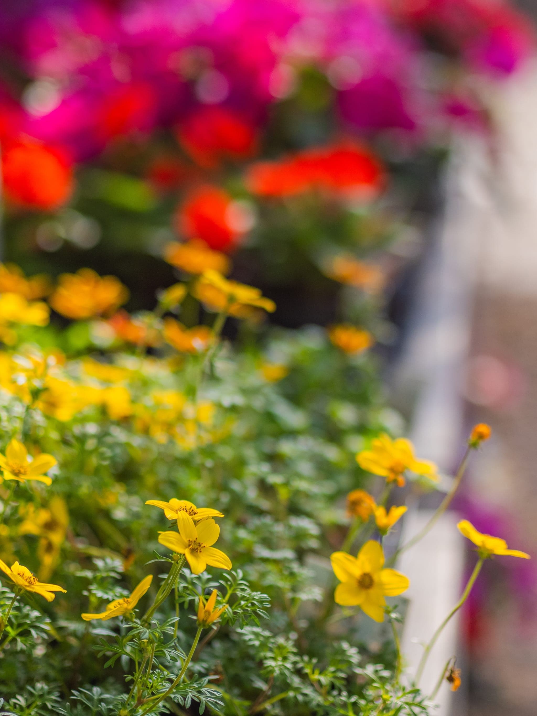 Detailed view of flowers blooming at Colonial Classics