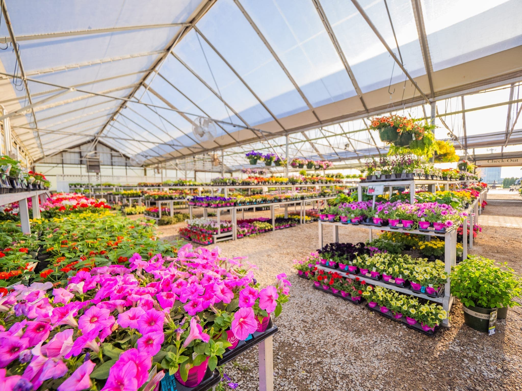 Inside the greenhouse at Colonial Classics, filled with plants and hanging baskets