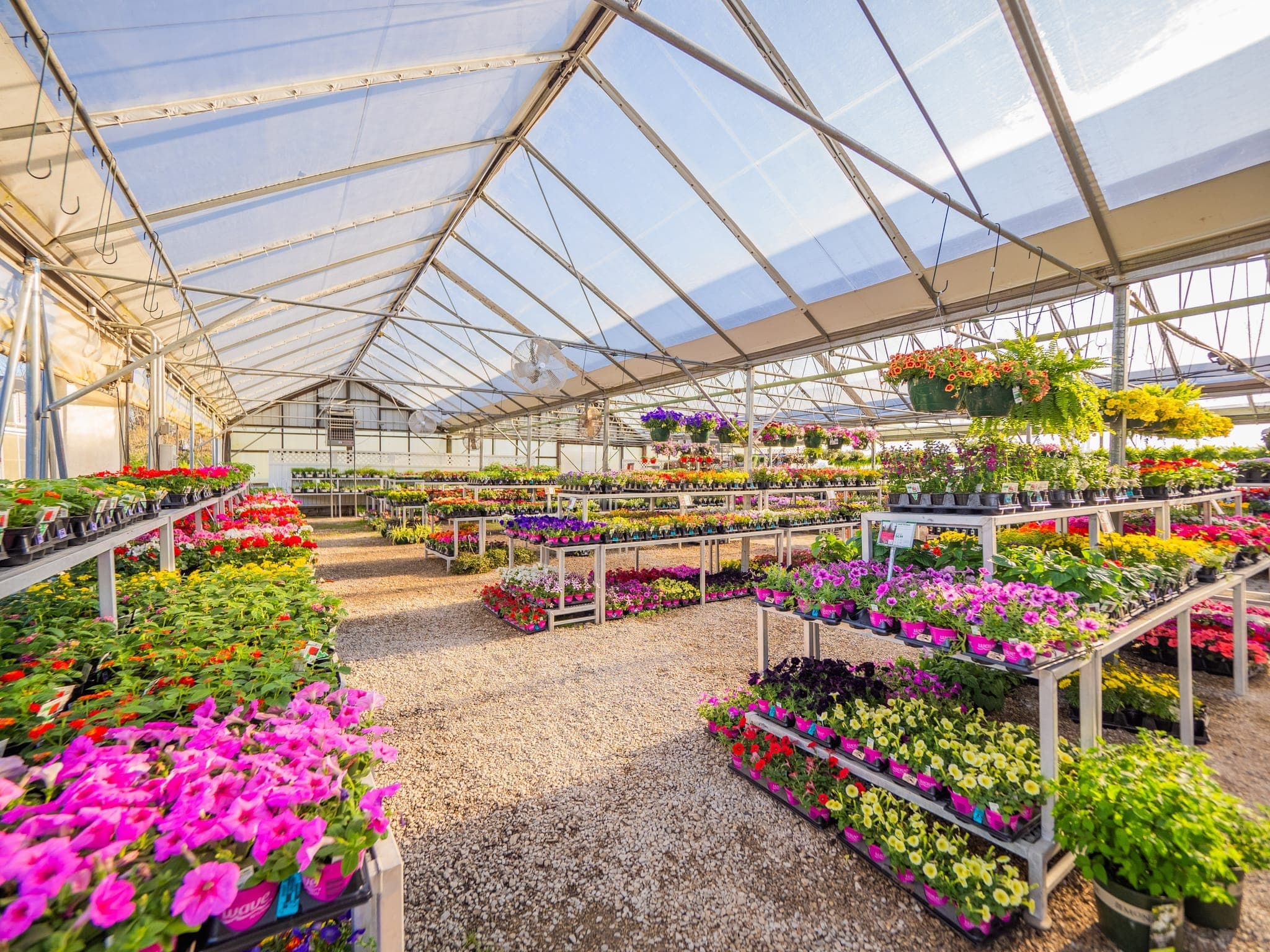 Inside the Colonial Classics greenhouse filled with plants and greenery