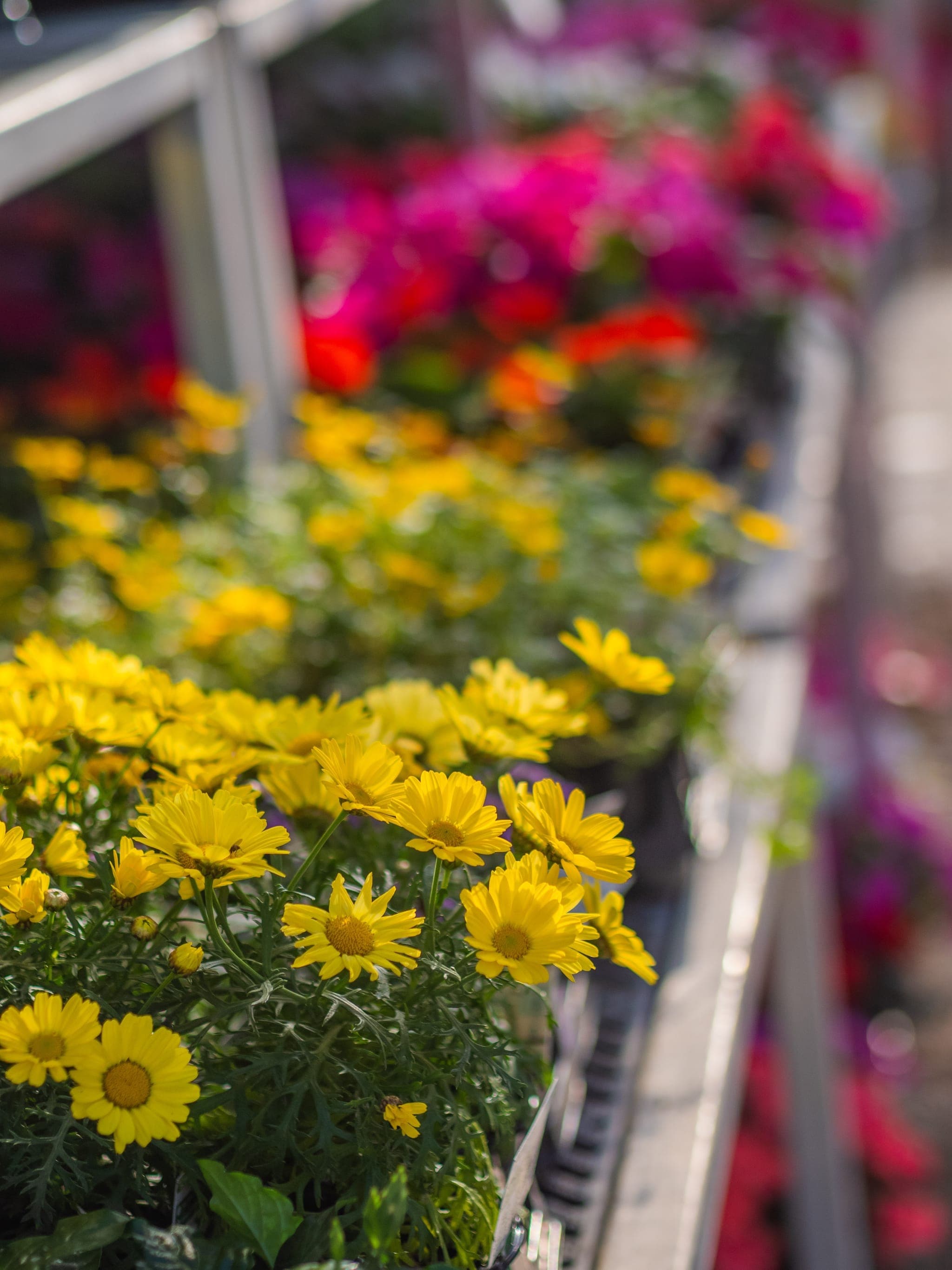 Rows of colorful plants ready for purchase
