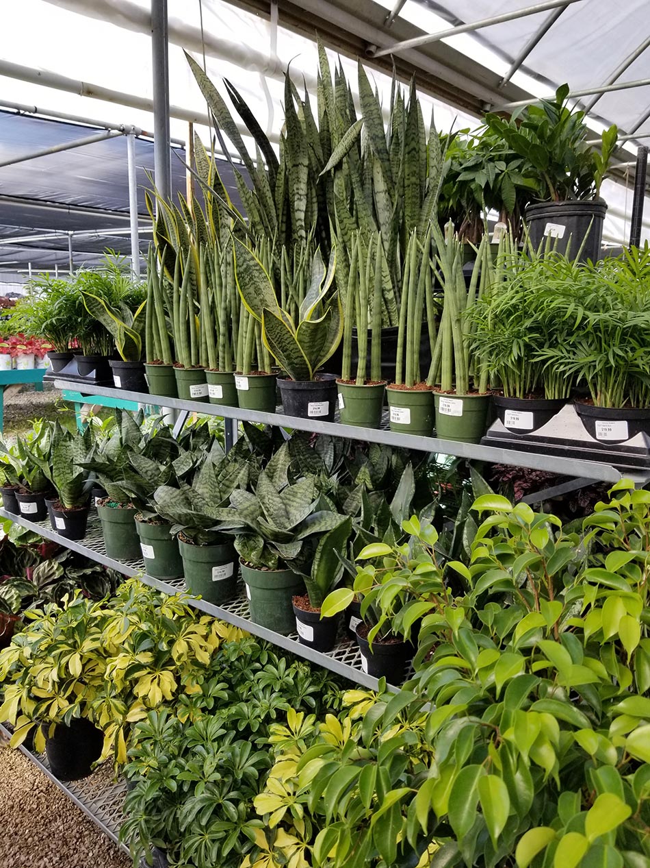 Houseplants & Succulents