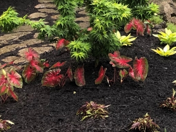 mulch around your garden will keep soil healthy and look great