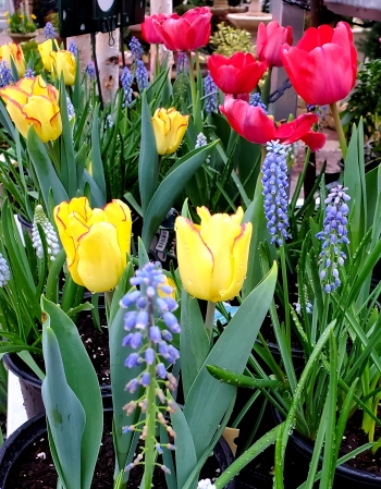 Spring Garden Color Spring Garden Color